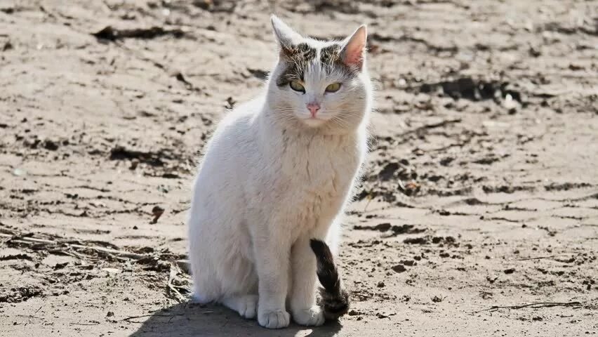 Urban cats
