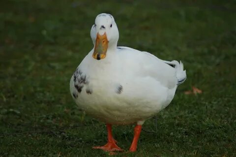 Утки петухи