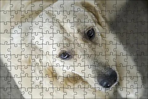 Wait dogs