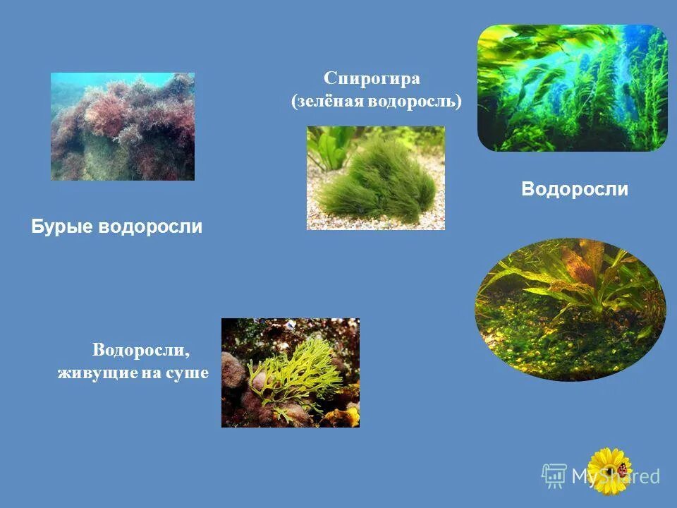 водоросли в экстремальных условиях. водоросли живущие в необычных условиях 5 класс. водоросли живут. водоросли их разнообразие. йеллоустонский национальный парк.
