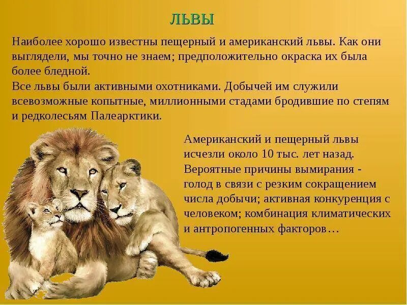 Доклад про Львов. Описание Льва. Рассказ про Льва. Львы описание животных. Про львов читать