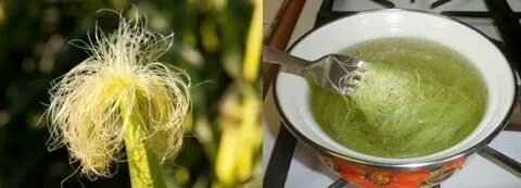 Кукурузные рыльца при застое