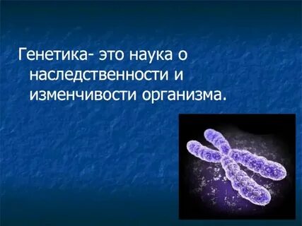 Спейсеры это в генетике