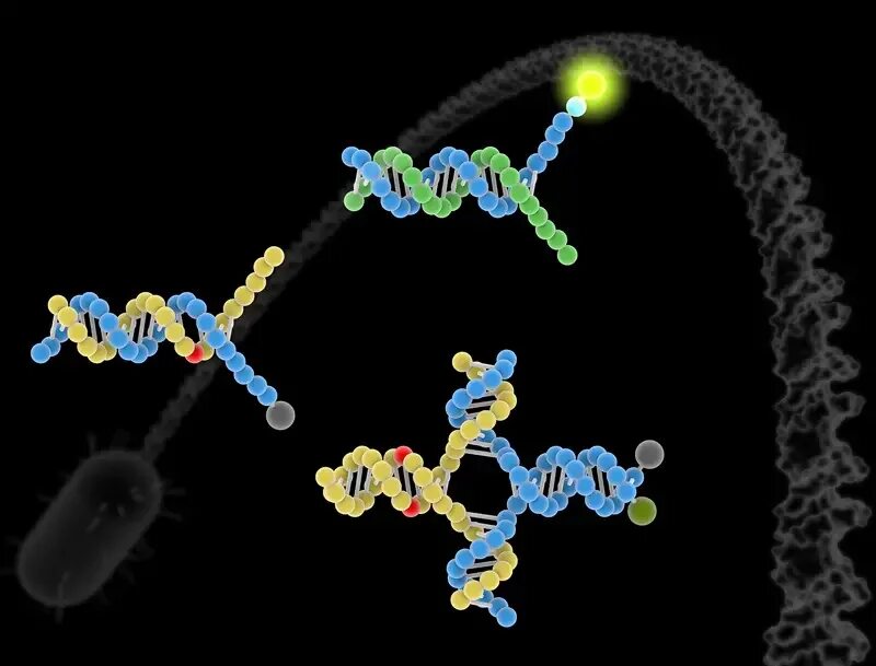 Global mutation. Метод ДНК зондов. Флуоресцентный ДНК-зонд. ДНК зонды микробиология. РНК-зонды.