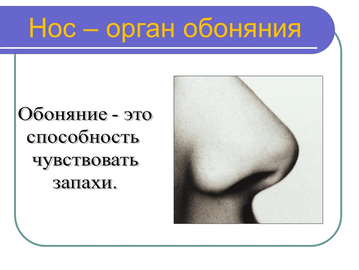 Органы чувств нос. Нос обоняние. Нос -орган обоняния человека. Орган обоняния нос строение.