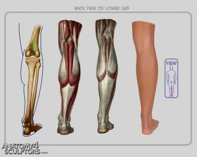Lower leg