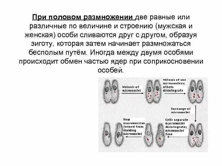 Установите соответствие половое размножение. При половом размножении. процесс полового размножения у людей. половое размножение мужчины и женщины. половое размножение 2 особи.
