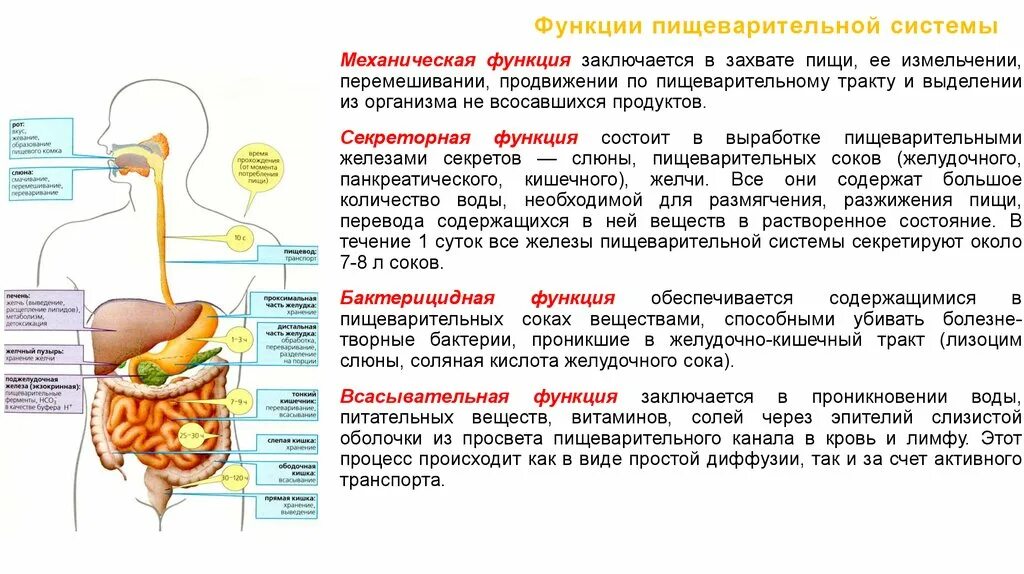 Обработка пищи слюной происходит в. Функции отделов пищеварительной системы кратко. Пищеварительные функции системы пищеварения. Пищеварительная система анатомия питания. Функции желез пищеварительная система человека в организме.