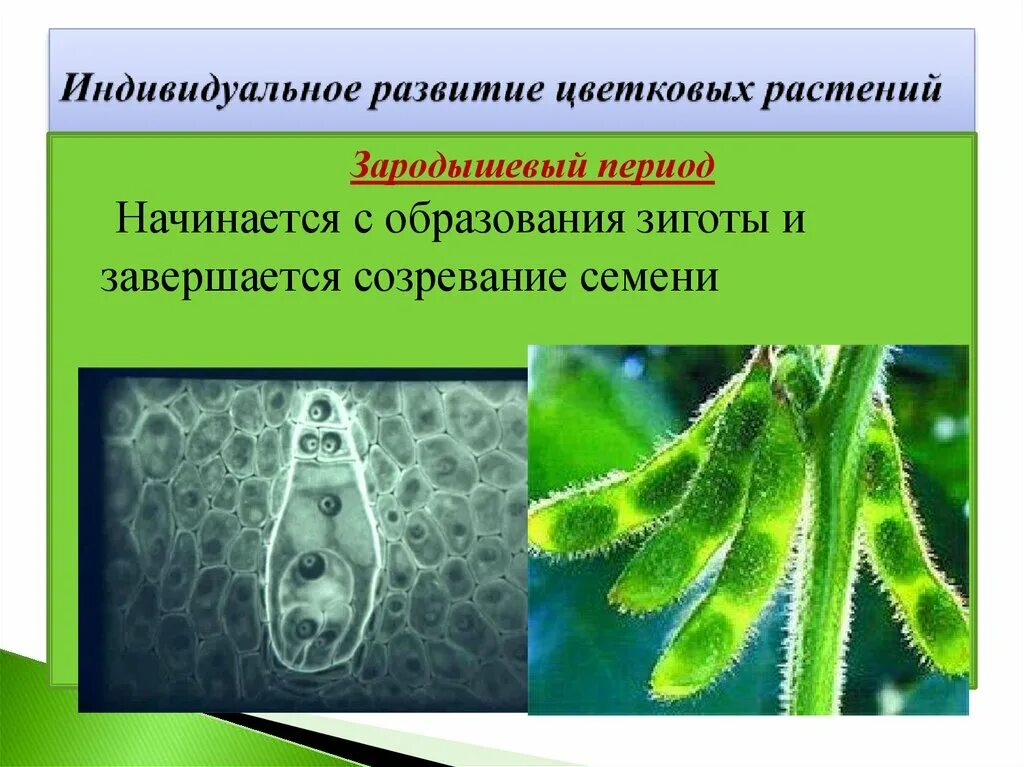 Стадии развития семени цветкового растения. Рост и развитие цветковых растений. Рост и развитие цветковых растений. Что такое корневое давление 6 класс биология. Корневое давление это в биологии.