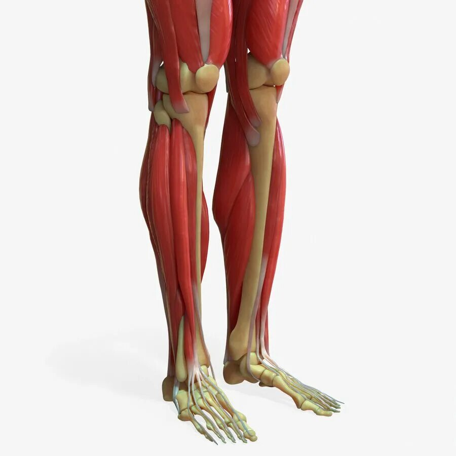 Leg 3d