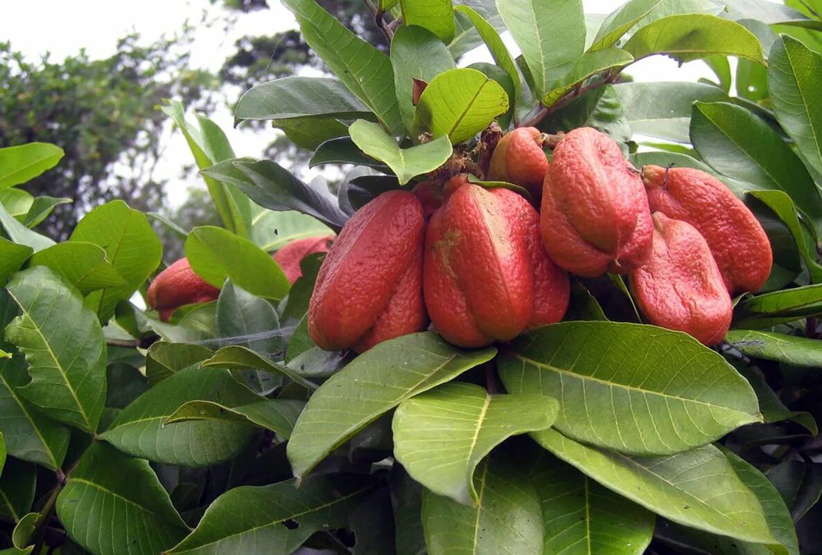 Аки блигия. Фрукт ackee ямайка. Плод аки ямайский. Аки блигия. Фрукт аки ядовитый.