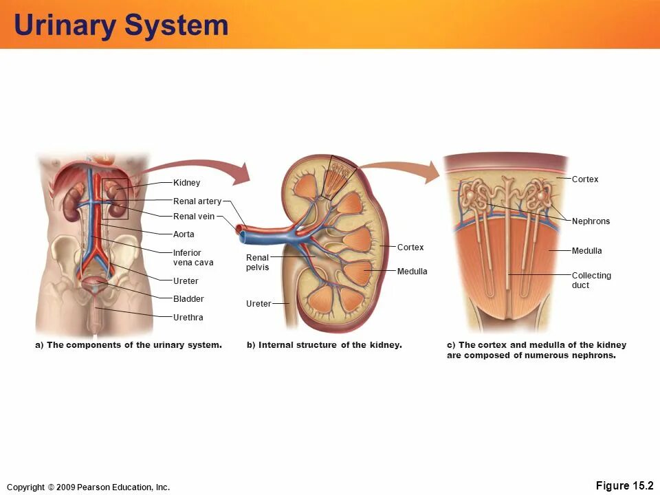 Urinary system. Kidneys and urine System. Urinary System components. Structure and functions of the Urinary System.