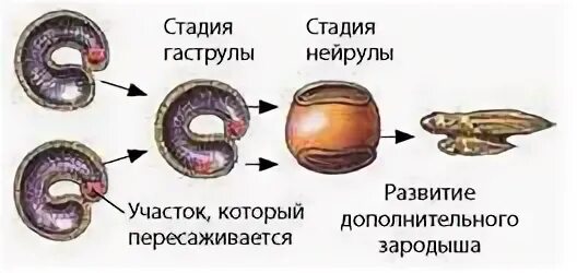 Споровые развиваются из зародыша