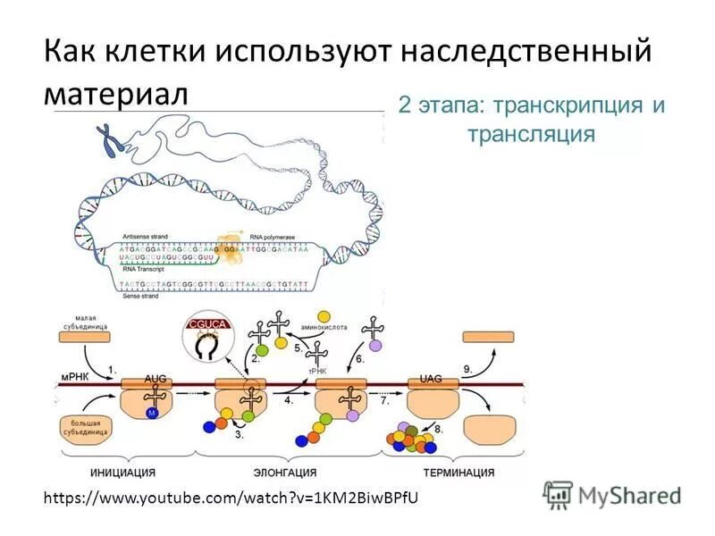 Гибридологический метод изучения наследственности признаков. Этапы развития генетики. Дон генетика. Генетика этапы развития. Аутосомно-доминантный тип наследования в 1 поколении.