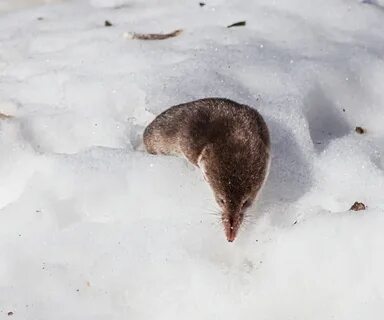 Водяная землеройка