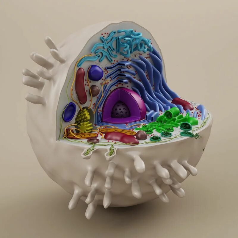 3д модель растительной клетки. Макет клетки. Анатомическая модель "клетка ядра". Модель растительной клетки и животной клетки из пластилина. Растительная клетка модель биология 5.