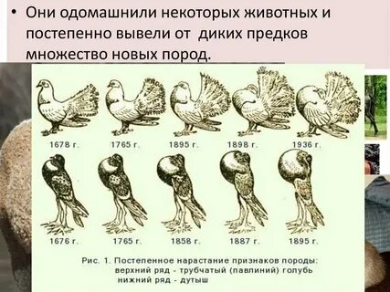 Признаки диких
