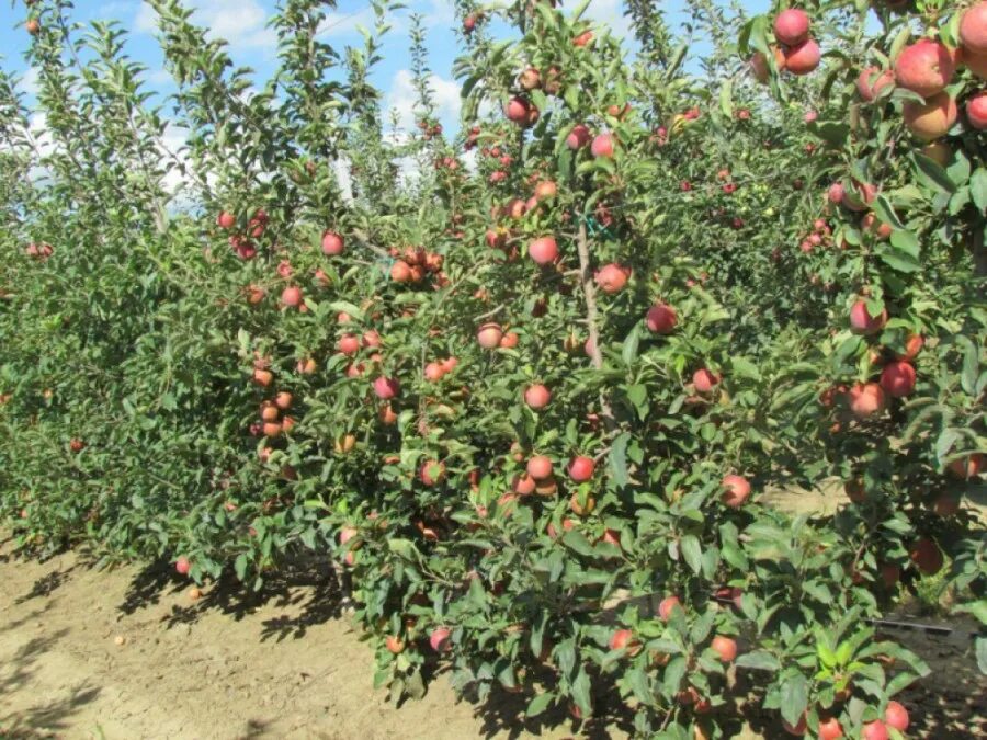 сады кубани. яблоневые сады в ставропольском крае. кубанский сад. кубанский сад. сок персиковый сады кубани.