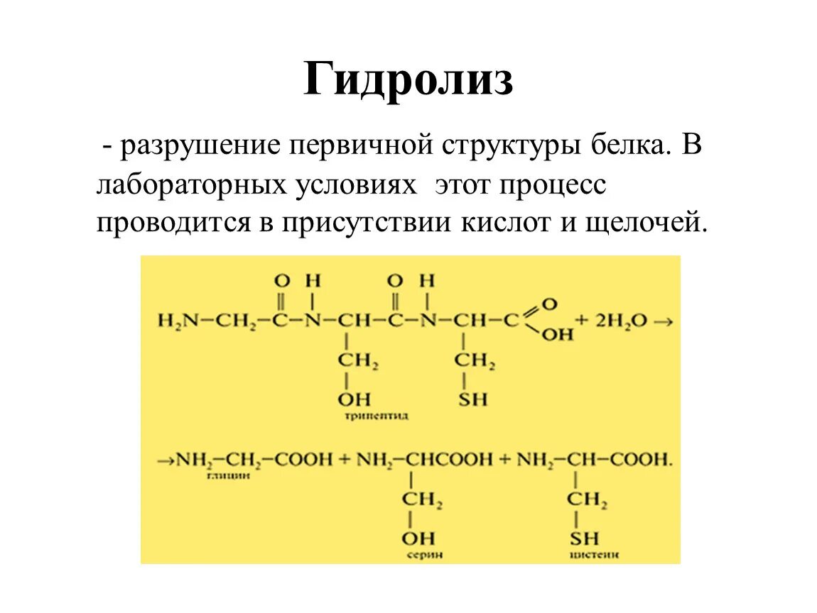 Какие вещества образуются при гидролизе белка. Гидролиз первичной структуры белка. Кислотный гидролиз белков схема. Гидролиз - разрушение первичной структуры белка. Уравнение реакции гидролиза первичного белка.