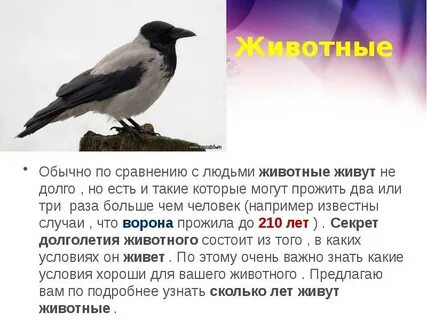 Какие животные не могут быть одни