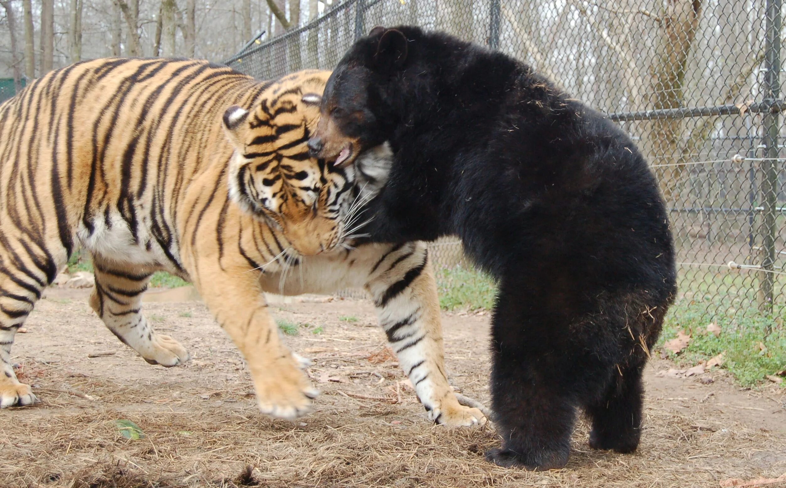 Амурский тигр против. Белый медведь против тигра. Медведь Гризли против тигра. Амурский тигр против медведя.