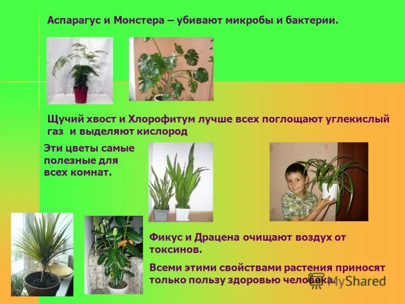Комнатные растения много кислорода. Комнатные растения выделяющие углекислый ГАЗ. Комнатные растения выделяющие кислород. Комнатные цветы выделяющие много кислорода. Комнатные растения которые выделяют больше кислорода.