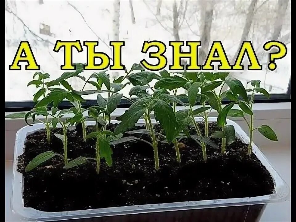 Посев семян томатов рассаду. Крепкая рассада перцев. томаты пикировка в марте 2025. способы посадки семян томатов на рассаду. секреты рассады томатов.