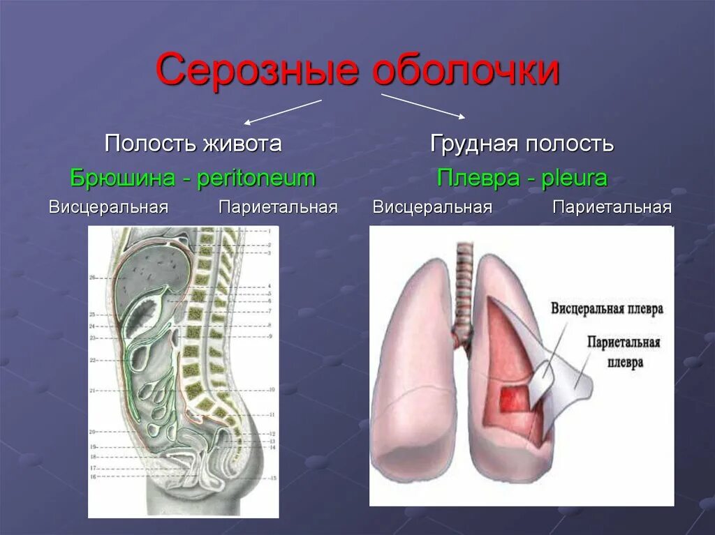 Полость пример