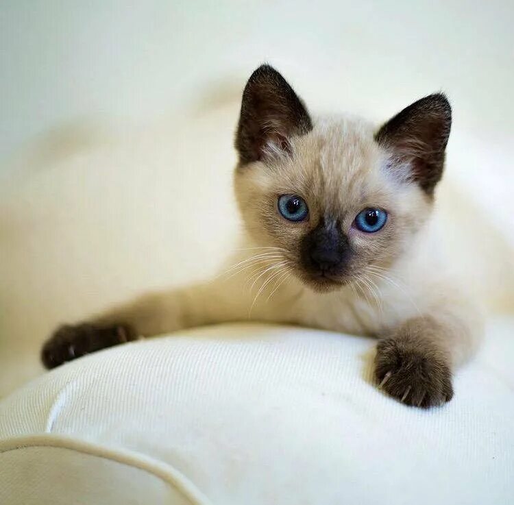 взять тайского котенка. сиамские шиншиллы котята. тайская кошка лайлак пойнт. тайские сиамские тайские котята. сиамские тайские котята.