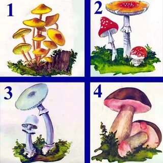 Грибы рисунки класс