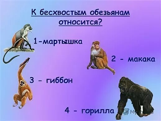 Чем отличается мартышка от обезьяны