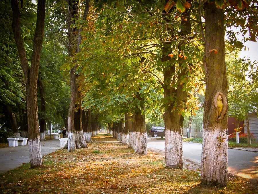 Погулять в анапе. Анапа осень. Анапа осенью. Анапа улицы. Анапа набережная.