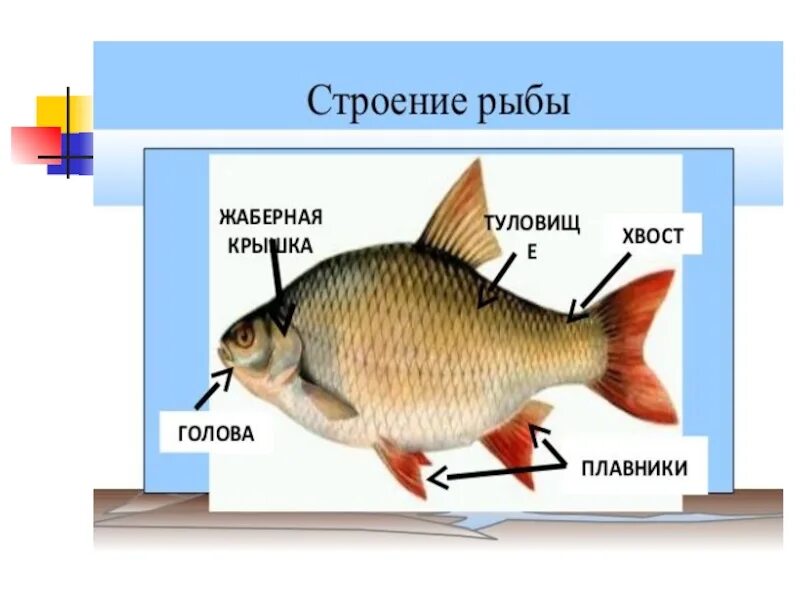 Кто такие рыбы 1 класс окружающий мир. Строение рыбы 1 класс. Строение рыбы для первого класса. Строение тела рыбы 1 класс. Строение рыбы для детей.