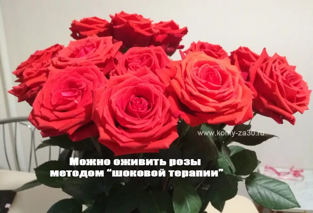 Реанимация роз весной. Реанимирование роз после зимы. Как воскресить розы. Как воскресить розы. Как воскресить розы.