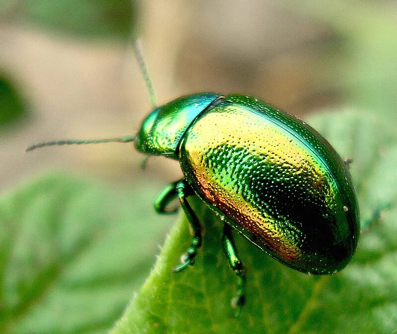 #Насекомые_Insecta Красотел золотистый (Calosoma auropunctatum). Евразия 2023 Бе