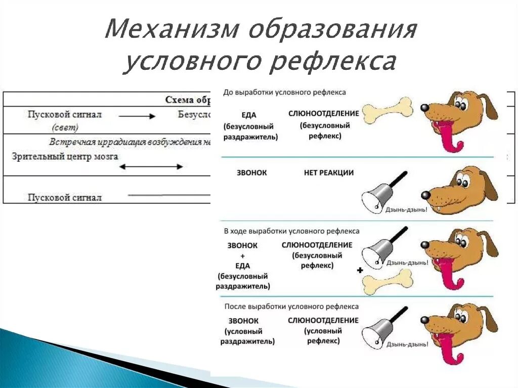 Условные рефлексы необходимы для. Примеры механизма образования условных рефлексов. Собака Павлова безусловный рефлекс. Условный рефлекс у собак. Механизм образования условных рефлексов Павлов.