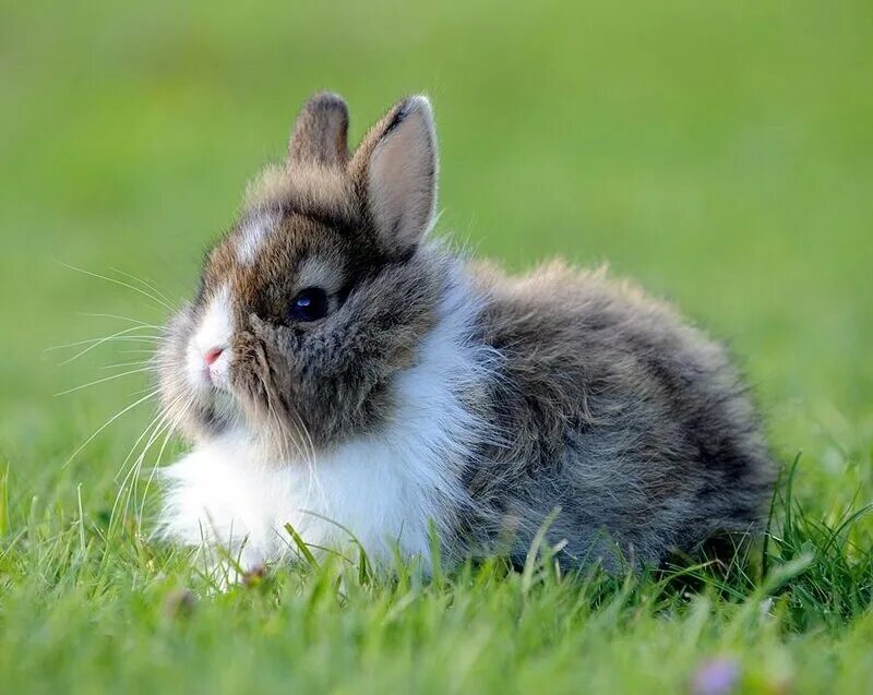 Кролик картинка. Кролики. Милый кролик. Пушистые животные. Пушистый Зайчонок.