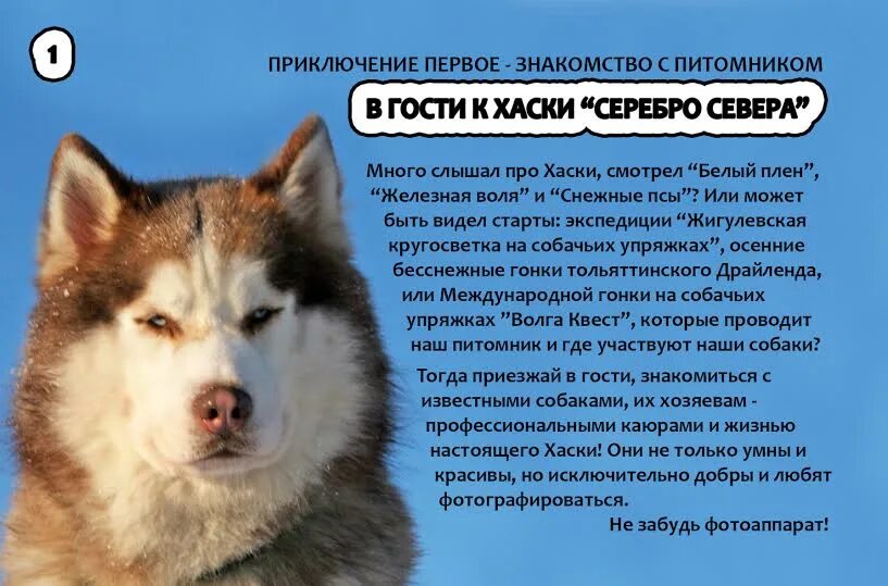 Хаски текст. Стихи про хаски. смешной стишок про хаски. рассказы про хасок. стишки про хаски.