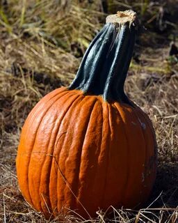 Тыква pumpkin