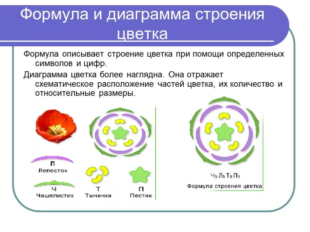 10 формула цветка. Как определить диаграмму цветка. Классы растений диаграммы цветков. Диаграмма цветка двудольных растений. 6 Кл.биология формулы и диаграммы цветка.