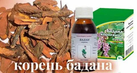 Бадан лечебные свойства