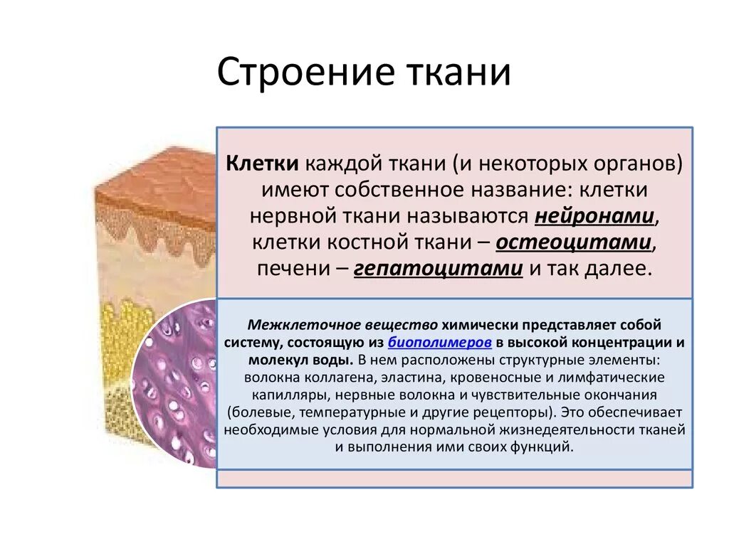 Строение ткани. Ткани анатомия. Структура тканей человека. Тканевое строение. Состав тканей животных