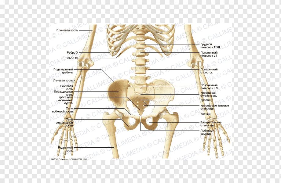 Кости человека. Анатомия человека кости. Скелет таза человека с названием костей. Бедренная кость на скелете.