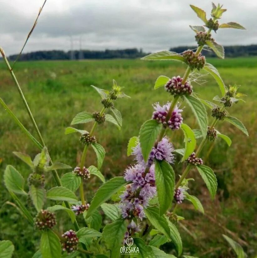 Ароматный вид. Мята Полевая перечная. Мята Луговая. Mentha arvensis. Мята перечная Луговая.