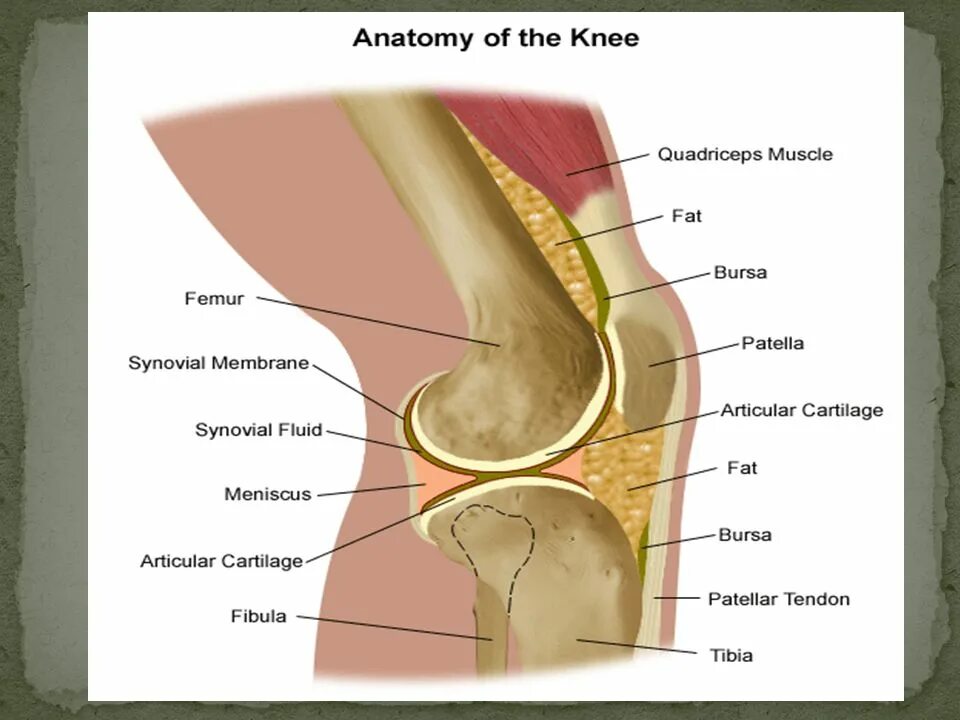 Скрип в коленях. Коленный сустав анатомия строение. Анатомия костей коленного сустава человека. Коленный сустав Сагиттальный распил. Схема коленного сустава человека.