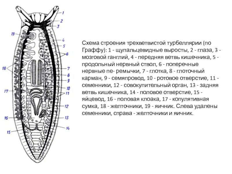 Сквозной кишечник у червей. Турбеллярии строение. Ресничные черви строение. Класс Ресничные черви строение. Ресничные черви внутреннее строение.