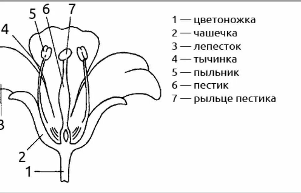 Поперечный срез завязи пестика лилии под микроскопом. Строение тычинки цветка яблони. Строение цветка яблони биология схема. Строение цветка яблони биология 6 класс схема. Чашелистики пестик тычинки венчик.