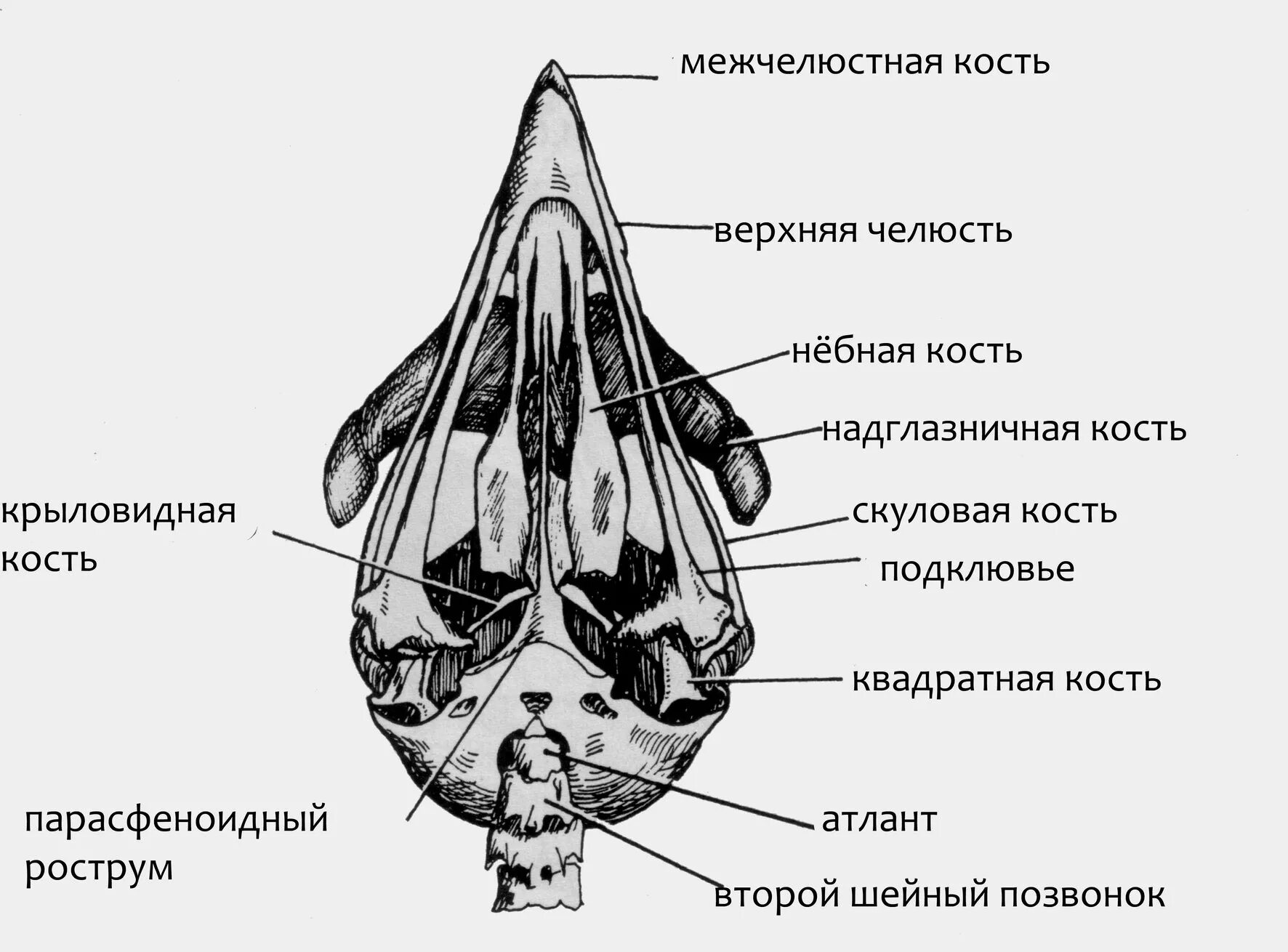 Череп птицы строение. Строение ротовой полости птиц. ротоглотка курицы анатомия.