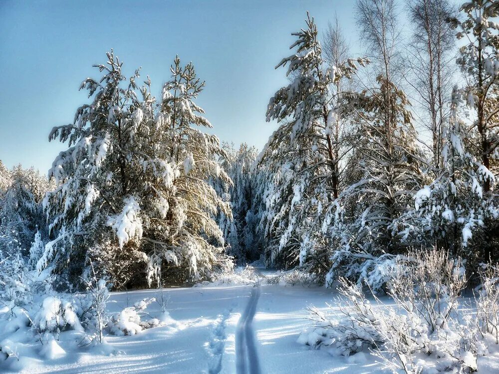 Зимний лес зимой. Зимний лес. Зимой в лесу. Зимний пейзаж. Зимний Лесной пейзаж.
