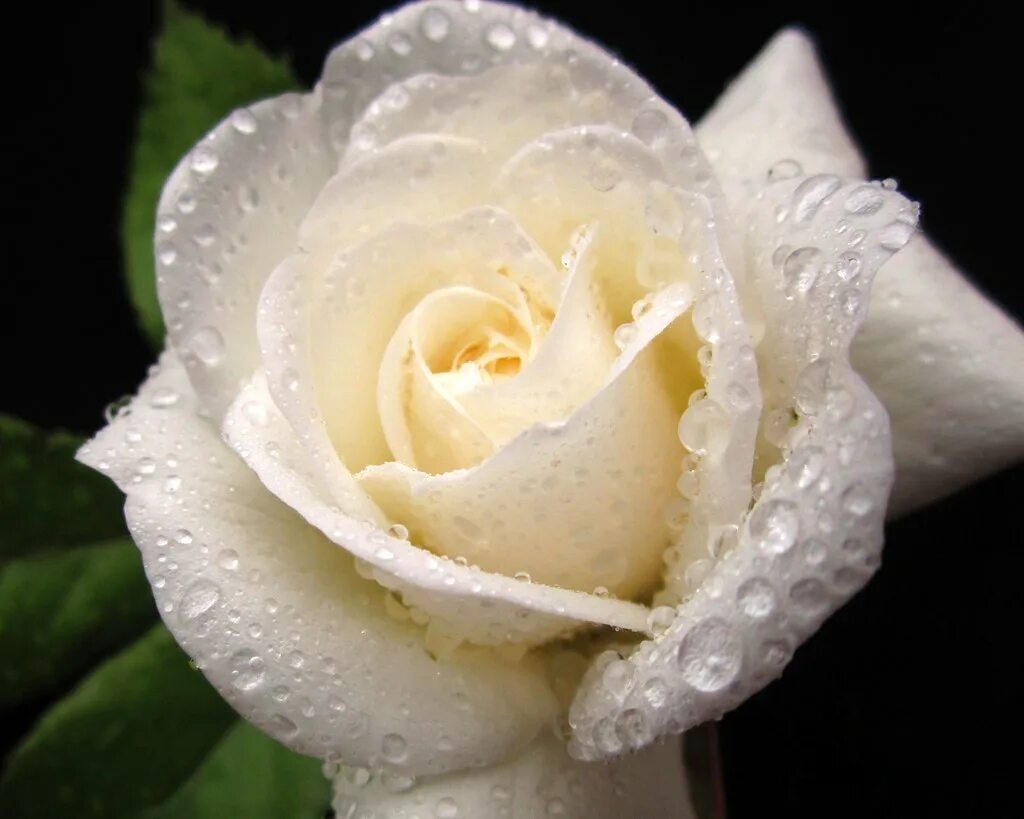 Гули садбарг роза. Роза проуд 60см. Свети белый. Свити роза. Свети белый.